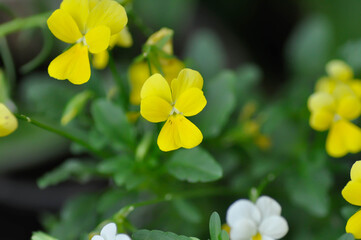 Yellow Pansy or Viola cornuta or Penny Yellow or Viola cornuta Penny Yellow or Pansies or Pansy or Viola or Viola cornuta or  Viola lutea or Viola x wittrockiana flower