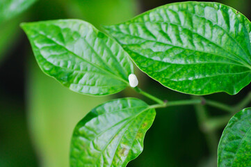 Piper sarmentosum  Roxb ,  PIPERACEAE or Wildbetal Leafbush or  Wild betel or Wild Betel Leafbush or Piper sarmentosum
