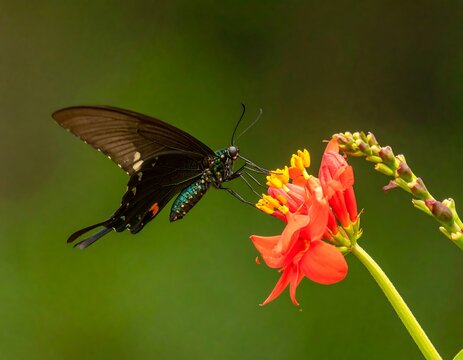 Black butterfly on vibrant red flower - Powered by Adobe