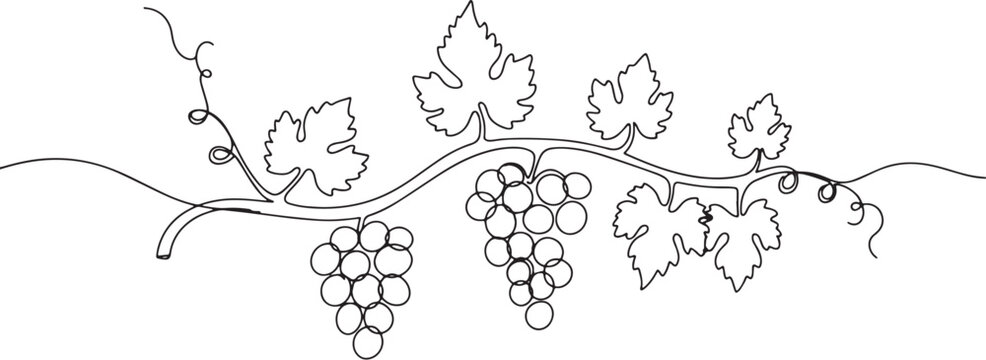 Elegant single line drawing showcasing grapevine with grapes and