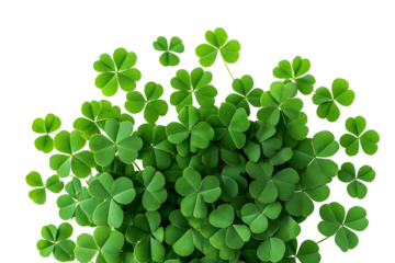 four leaf clover isolated