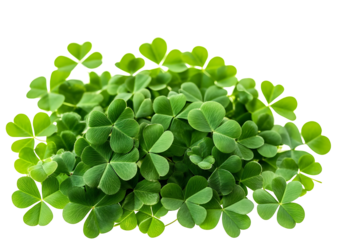 green leaves isolated on white