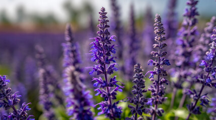 Obraz premium A field of purple salvia flowers in bloom with a blurred background on a sunny day