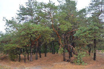Forest nature after strong summer heat in Dnipro city, Ukraine. Dry old pine trees with black burnt trunks, black foliage, green acacias, deciduous trees, yellow dry grass, puddles, mud, paths.