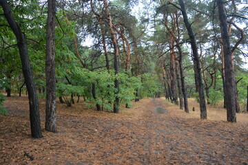 Forest nature after strong summer heat in Dnipro city, Ukraine. Dry old pine trees with black burnt trunks, black foliage, green acacias, deciduous trees, yellow dry grass, puddles, mud, paths.