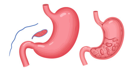 Human Stomach Anatomy Illustration with Internal Structure and Gallbladder.