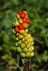Arum italicum at the berry stage, in its natural environment. A perennial plant, family - Araceae, also known as Italian arum and Italian lords and ladies. Oeiras, Lisbon, Portugal. Poisonous plant.