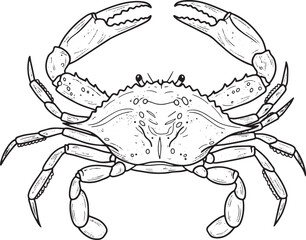 Fototapeta premium Detailed Line Art Illustration of a Blue Crab Isolated on White