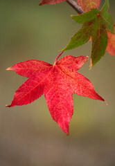 Autumn. Japanese Maple leaves on the tree. Lisbon, Portugal. Shallow focus for effect.