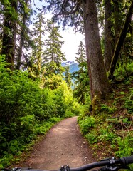 Obraz premium Forest trail path, sunlit