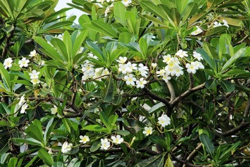 Frangipani tree in full bloom with white and yellow flowers, tropical plumeria branches for spa, wellness, and landscaping design
