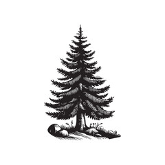 Douglas Fir Evergreen Conifer Tree Vector Design.