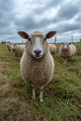Fototapeta premium A woolly sheep looks directly at the camera while grazing in a grassy field on an overcast day.