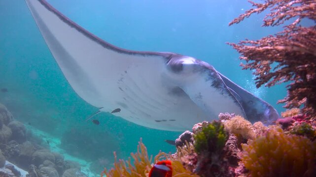 Manta rays. Diving in Komodo National Park. Indonesia.
