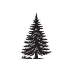 Douglas Fir Evergreen Conifer Tree Vector Design.