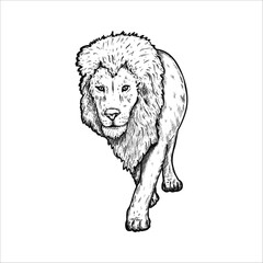 Hand drawn lion. Vector illustration