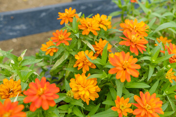 オレンジ色のジニアの花が咲く夏の庭