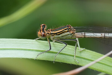 Closeup on a  white-legged damselfly, Platycnemis pennipes perched on a straw of grass