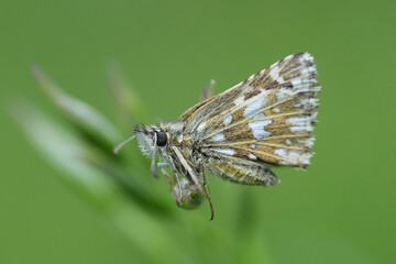Closeup on a small Grizzled Skipper butterfly, Pyrgus malvae with closed wings in a grassland