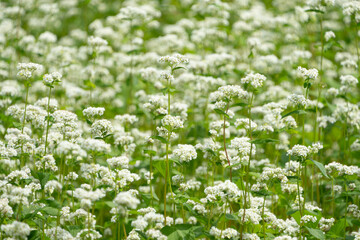 白い蕎麦の花が広がる畑