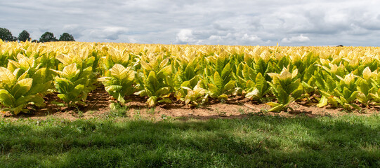 A field of yellow tobacco nearing time for harvest for cigarettes and cigars