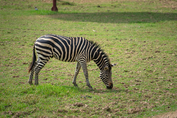 Naklejka premium Zebra horse is living at outdoor safari environment. Animal and wildlife in nature portrait photo. 