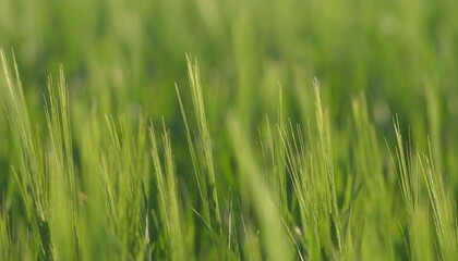 Naklejka premium Close-up view of swaying green plants in a field.