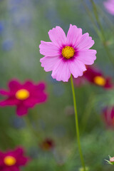 Fototapeta premium 鮮やかなコスモス