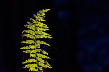 A delicate green fern leaf highlighted against a dark backdrop, adorned with thin spider webs. A close-up nature shot capturing detail, texture, and the quiet beauty of the forest.