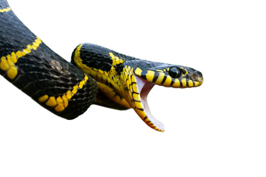 Boiga snake dendrophila yellow ringed, Head of Boiga dendrophila, animal closeup, animal attack