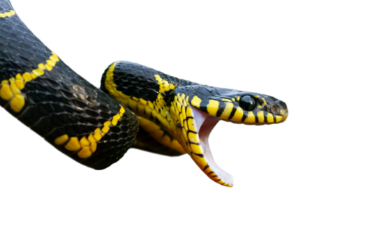 Boiga snake dendrophila yellow ringed, Head of Boiga dendrophila, animal closeup, animal attack