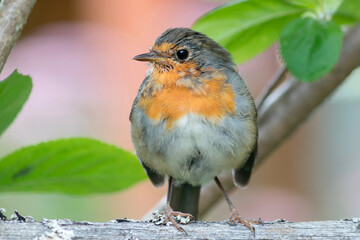 A young robin sits on a garden fence.