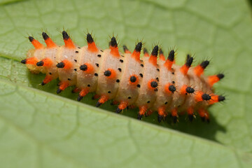 Closeup on orange colored spiky caterpillar of  European Southern Festoon butterfly Zerynthia polyxena