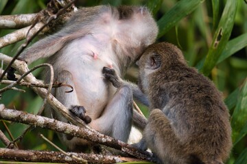 Long-tailed Macaque in Kinabatangan Wildlife Sanctuary, Sabah, Malaysia