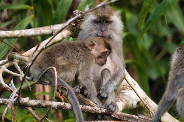 Long-tailed Macaque in Kinabatangan Wildlife Sanctuary, Sabah, Malaysia