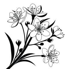 Delicate Black and White Line Art Illustration of Cherry Blossom Flowers and Buds on a White Background