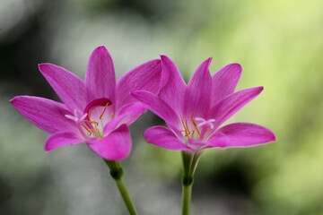Fototapeta premium Close up of Zephyranthes Lily, Rain Lily, Fairy Lily flowers