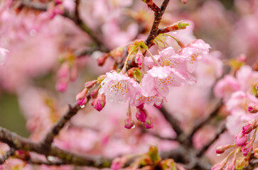 雨に濡れる桜の花のクローズアップ