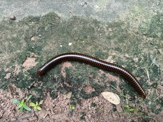 Brown Millipede Crawling on Ground