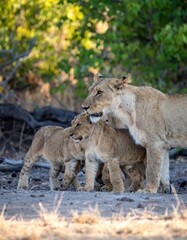 Naklejka premium Lioness and Cubs Walking on Sandy Riverbank