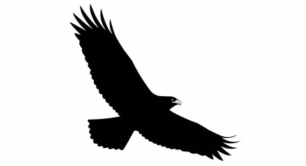 Obraz premium Hawk flying. Vector black drawing silhouette image. stock