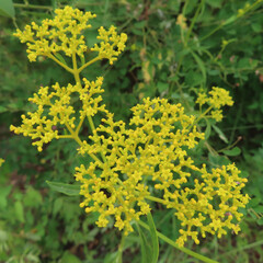 日本で夏にオミナエシが黄色い花を咲かせています