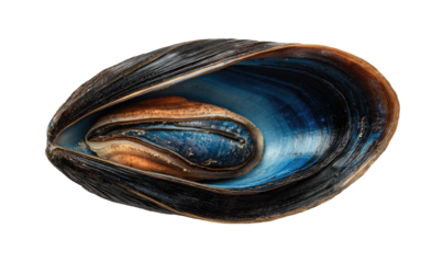 Close-up of a mussel shell