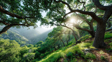 Obraz premium experience beauty of summer landscapes across states of usa where sunlight filters through lush green leaves of