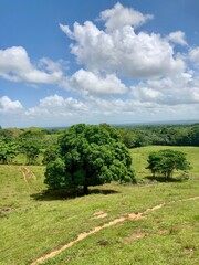 landscape with trees under the blue sky. Cotui, Dominican Republic 
