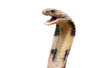 Closeup head of king cobra snake, closeup head king cobra on isolated background