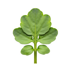 Single fresh green herb leaf