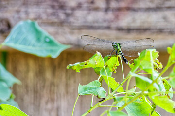 Green Darner Dragon Fly Poised to Catch a White Fly. Green Darner Dragon Fly perched on a low hanging tree branch leaf and zeroed in on a nice juicy White Fly for breakfast.