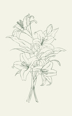 Hand Drawn Calla Lily Flower Elegant Botanical Illustration