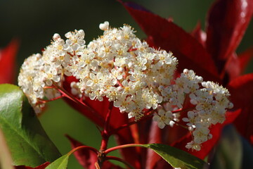 Flores en Ortigueira.